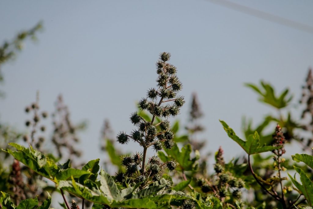 huile-vegetale-ricin-huile-vegetale