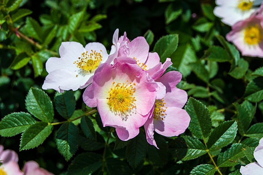 huile-vegetale-rose-musquee-caracteristiques