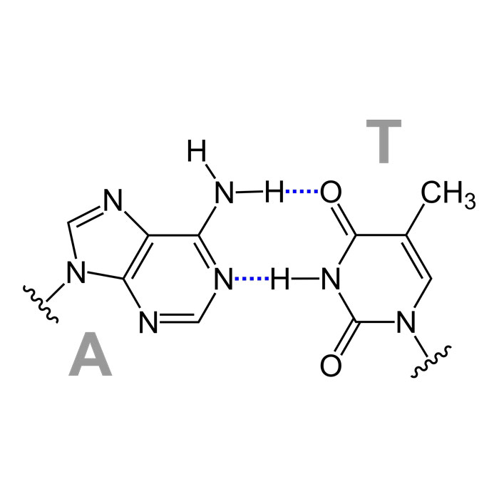 acides-nucleiques