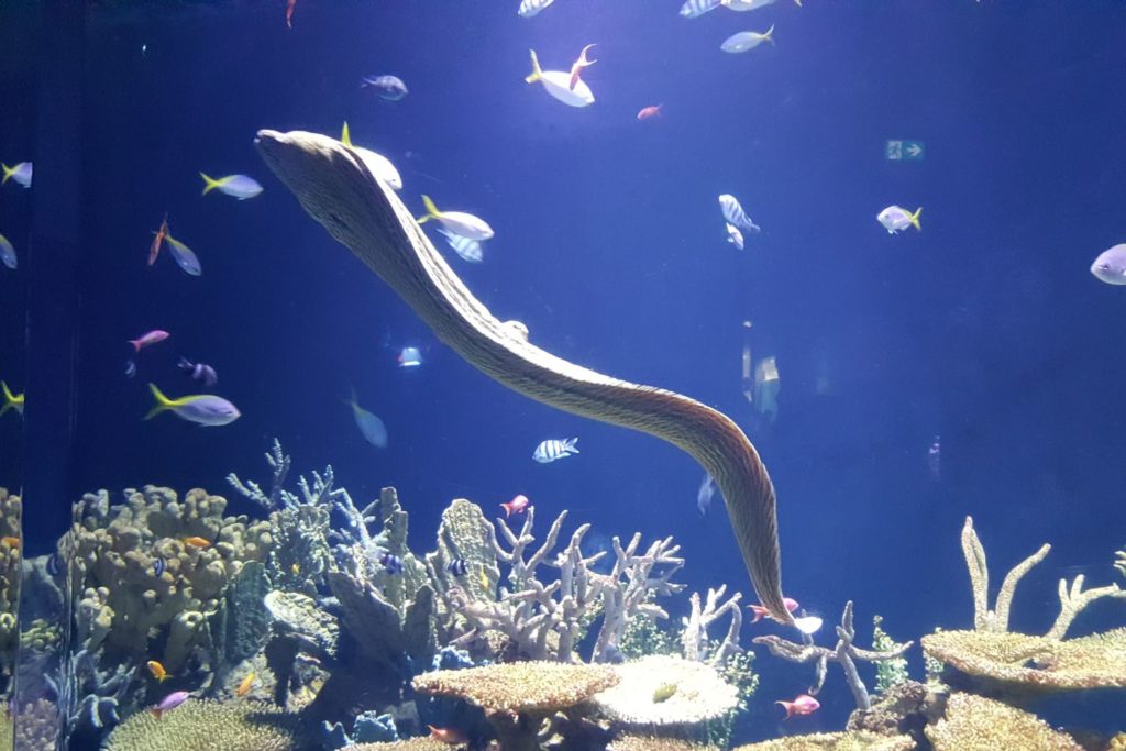 aliment-anguille-histoire