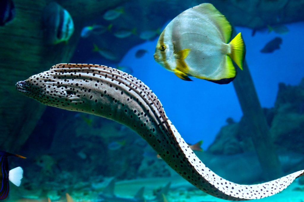 aliment-anguille-utilisation