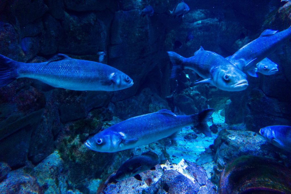 alimento-lubina-alimento