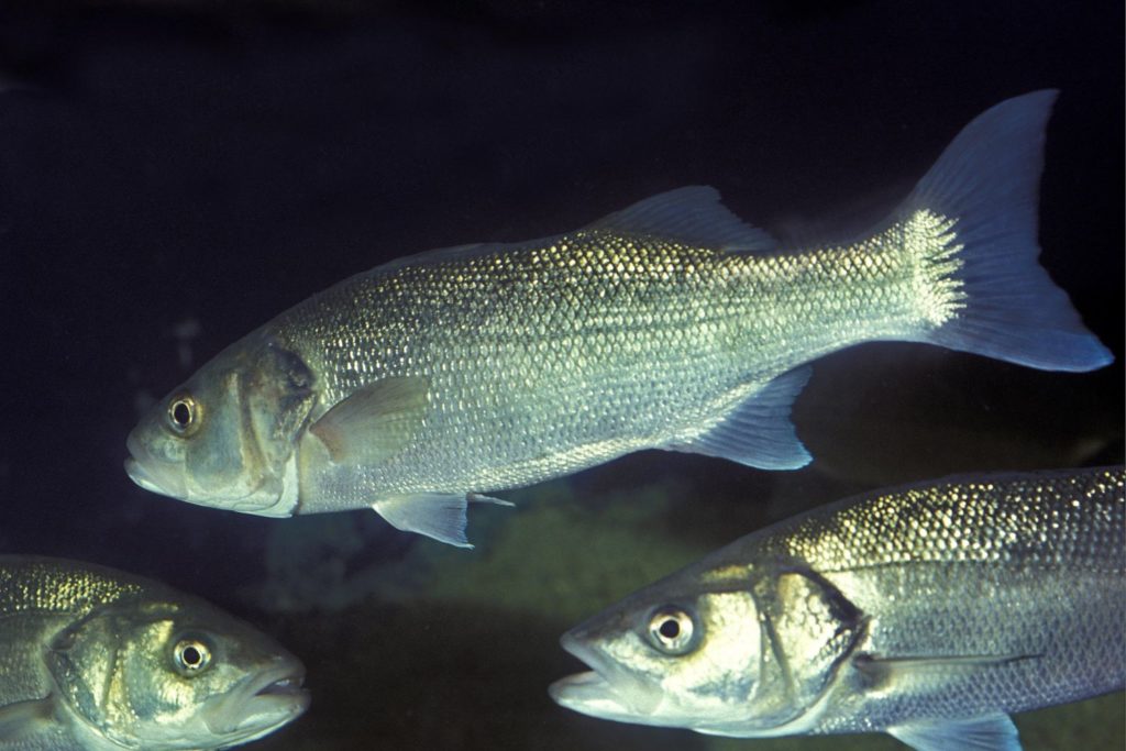 alimento-lubina-historia