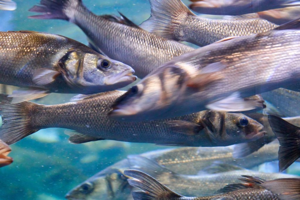 alimento-lubina-utilizacion