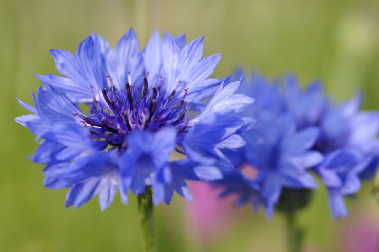Bleuet Page De Garde Bleuet - Guide des Aliments de A à Z - France Minéraux
