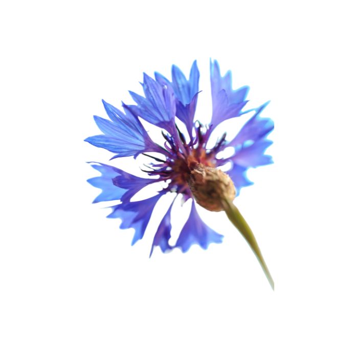 aliment-bleuet