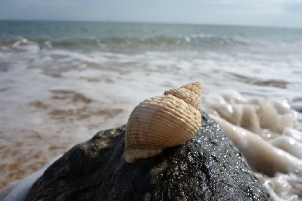 aliment-bulot-aliment