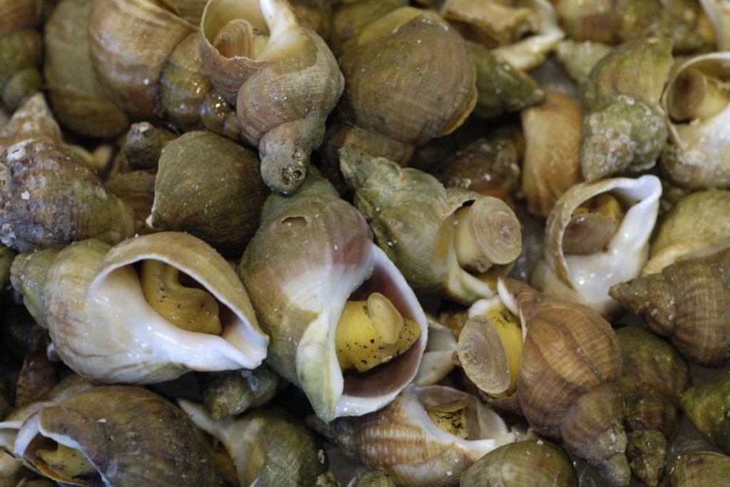 aliment-bulot-utilisations