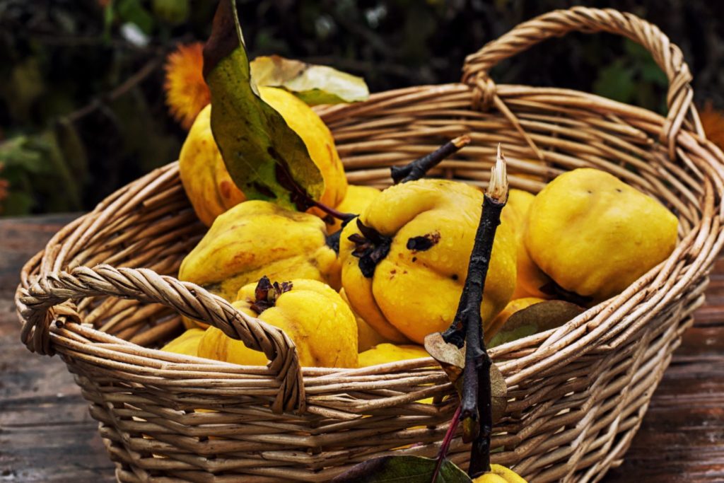 aliment-coing-aliment