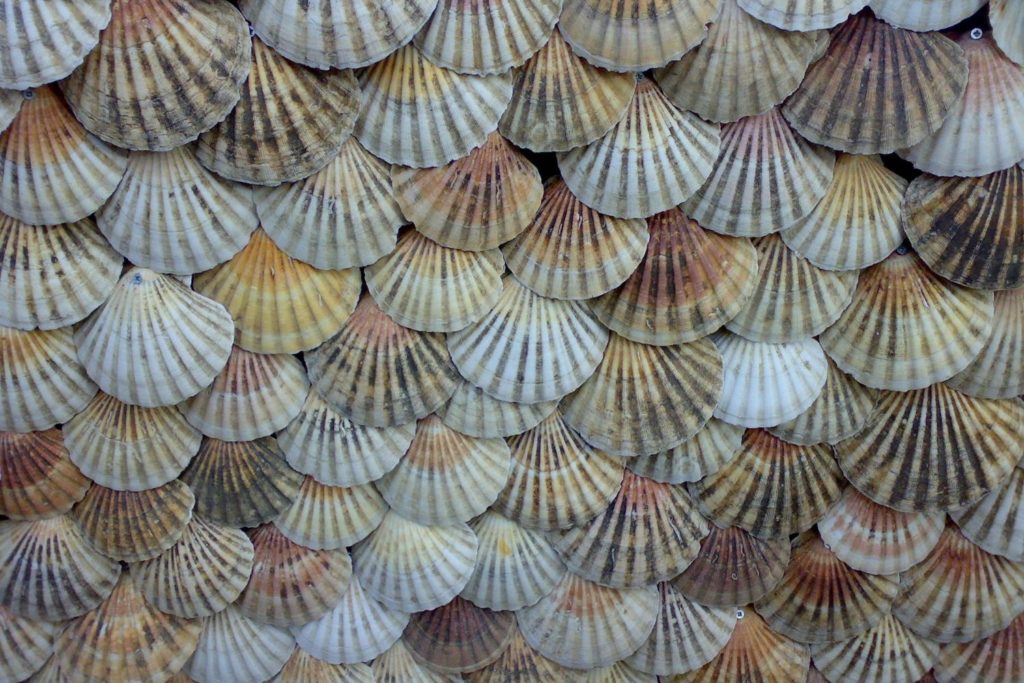 aliment-coquille-st-jacques-histoire