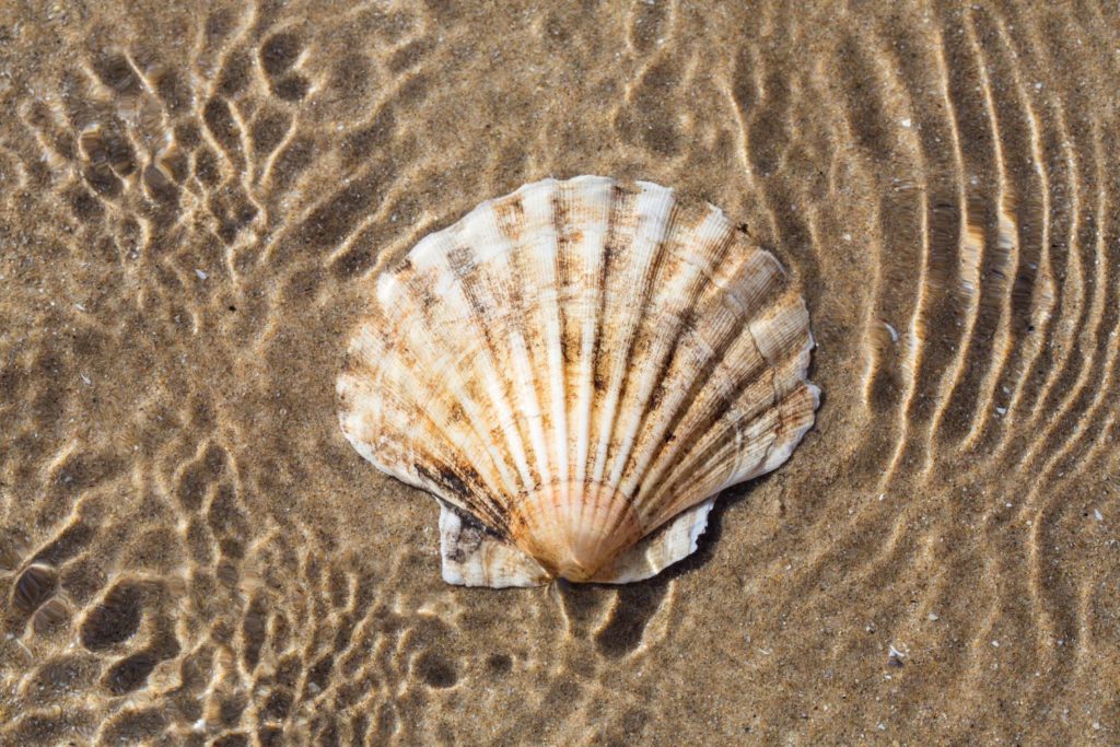 aliment-coquille-st-jacques-utilisation