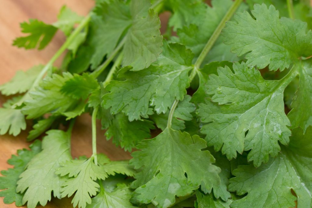 aliment-coriandre-aliment