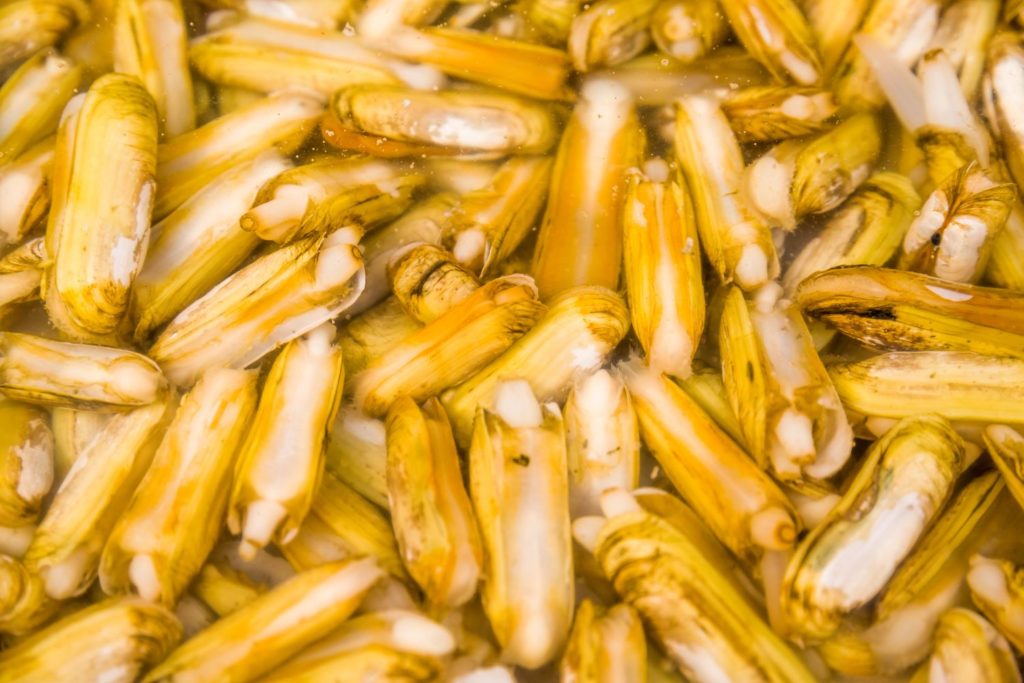 aliment-couteau-de-mer-histoire