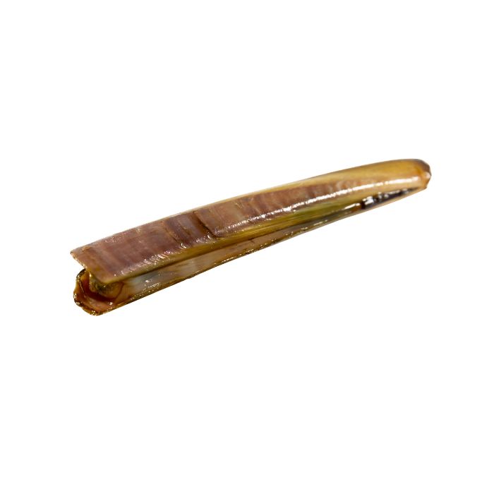 aliment-couteau-de-mer