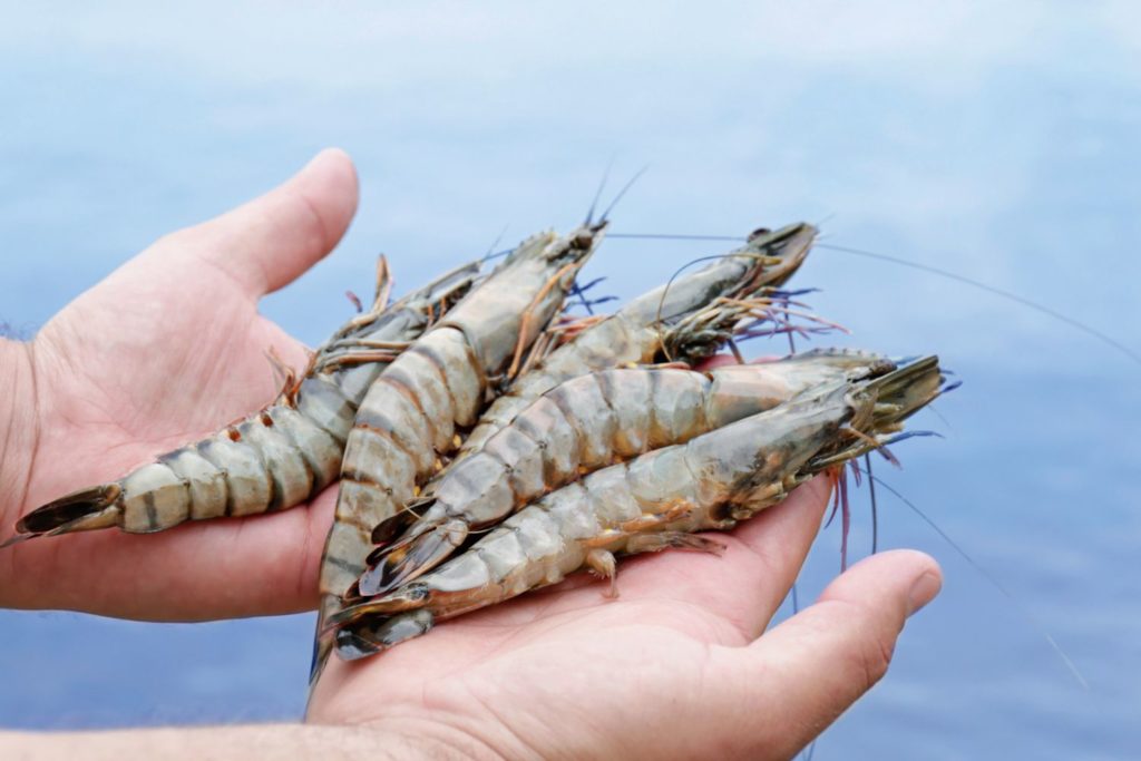 aliment-crevette-aliment