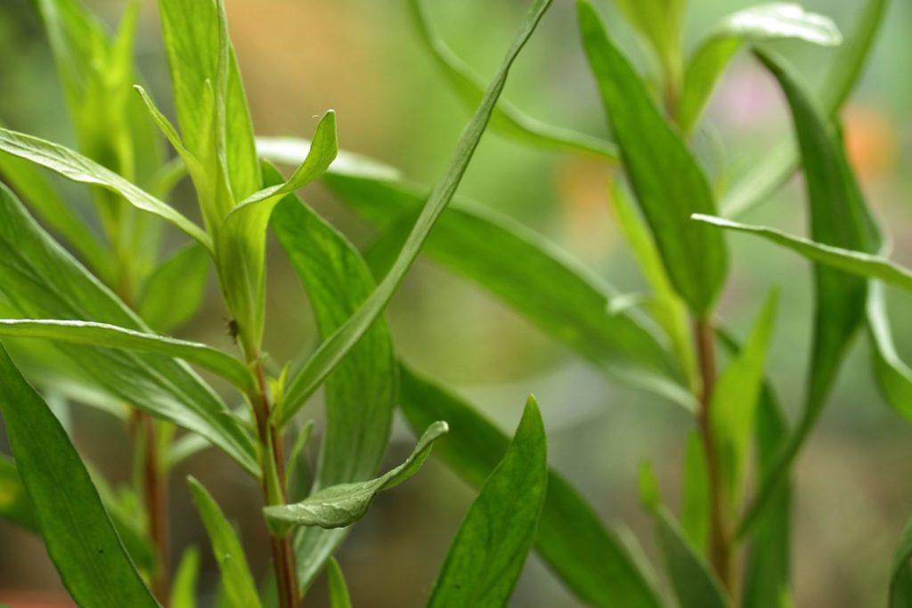 aliment-estragon-utilisation