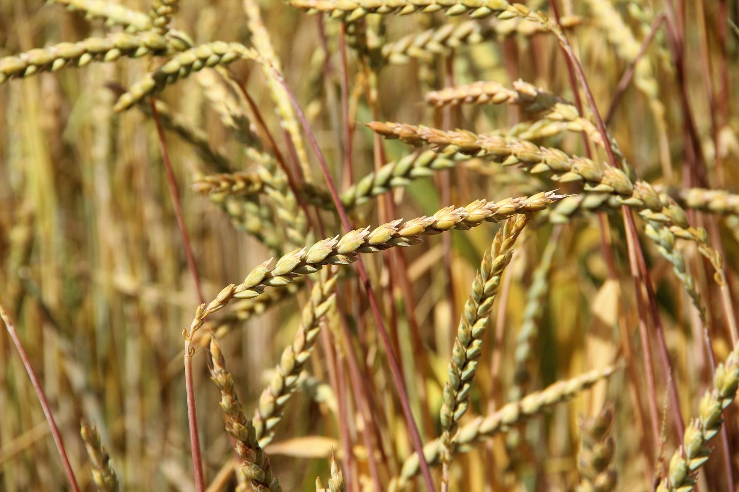 aliment-farine-d-epeautre-histoire