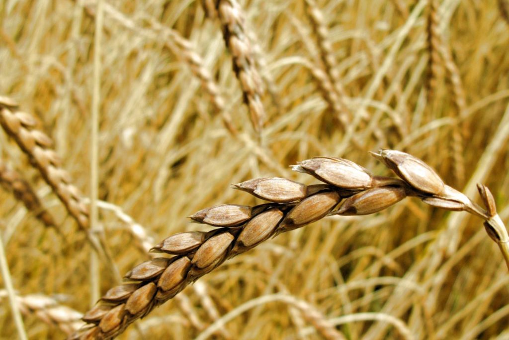 aliment-farine-d-epeautre-utilisation