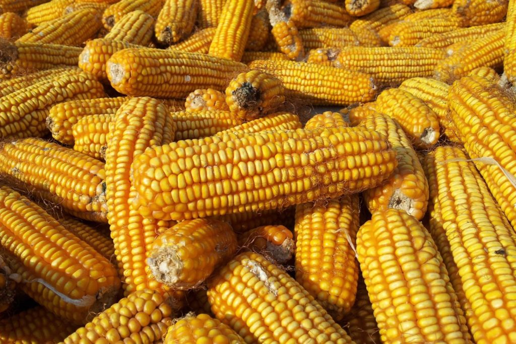 aliment-farine-de-mais-utilisation