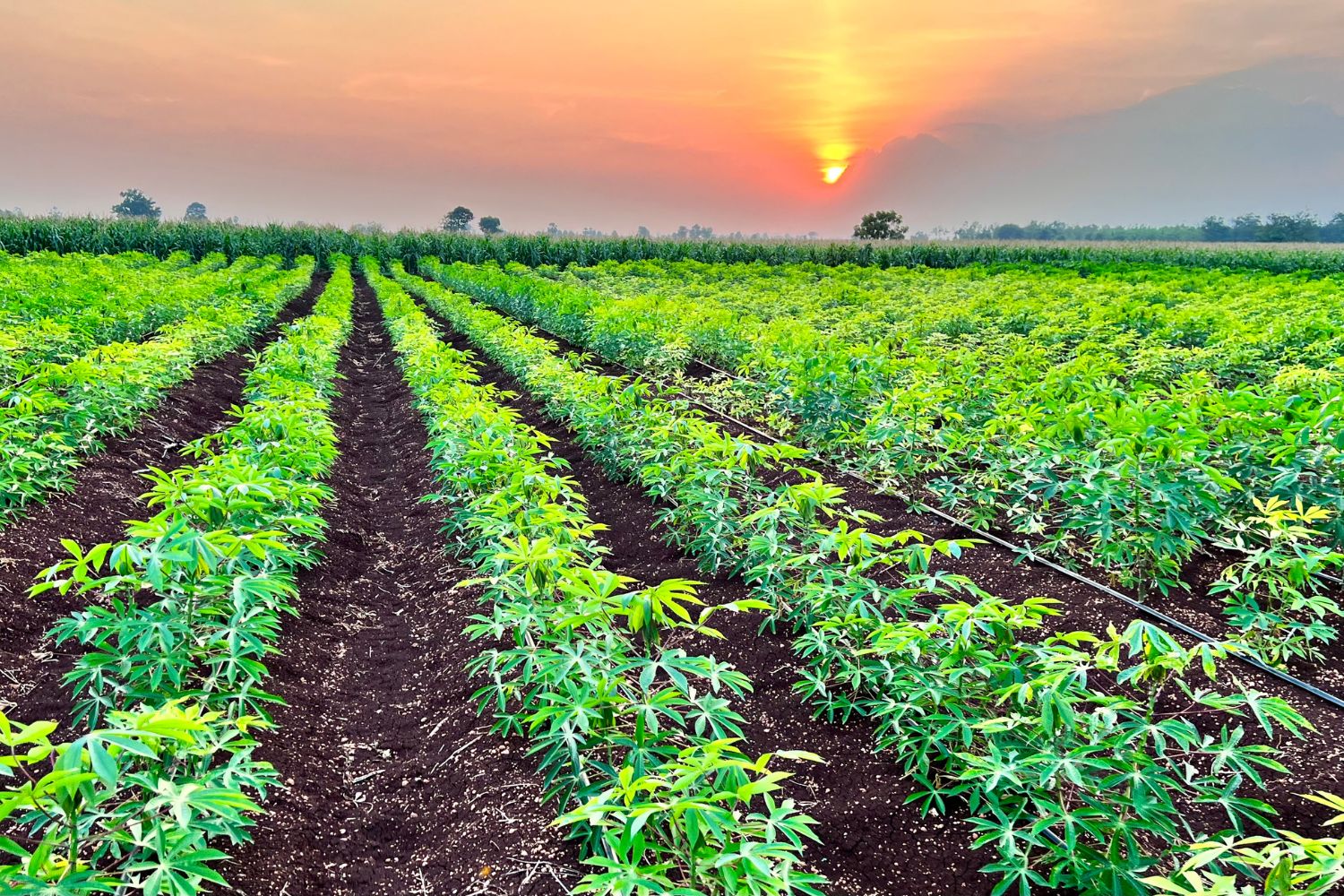 aliment-farine-de-manioc-utilisation