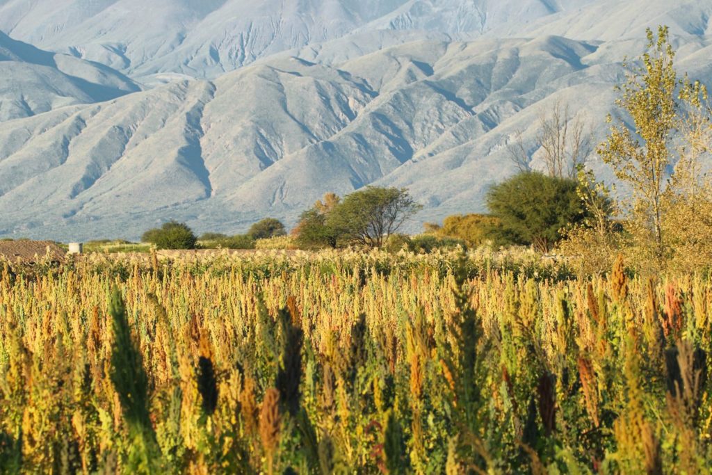 aliment-farine-de-quinoa-aliment