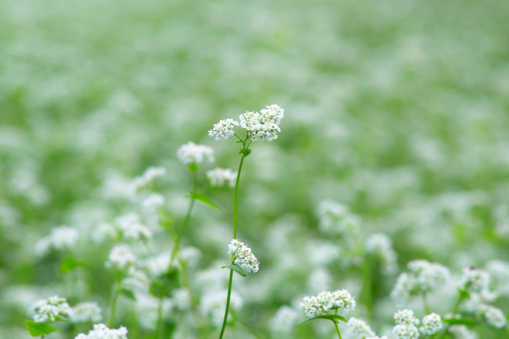 aliment-farine-de-sarrasin-aliment