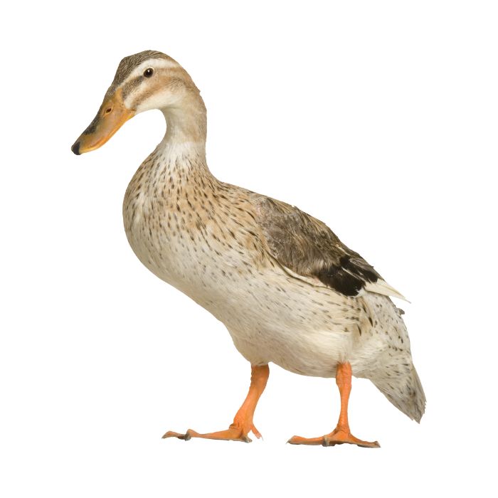 aliment-foie-gras