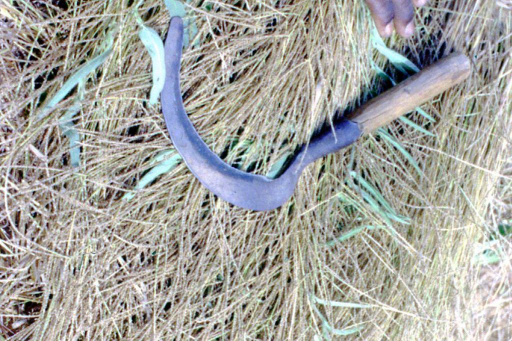 aliment-fonio-histoire