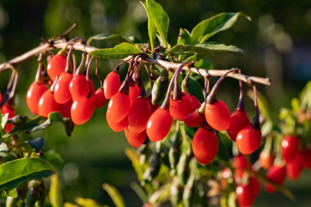 aliment-goji-histoire
