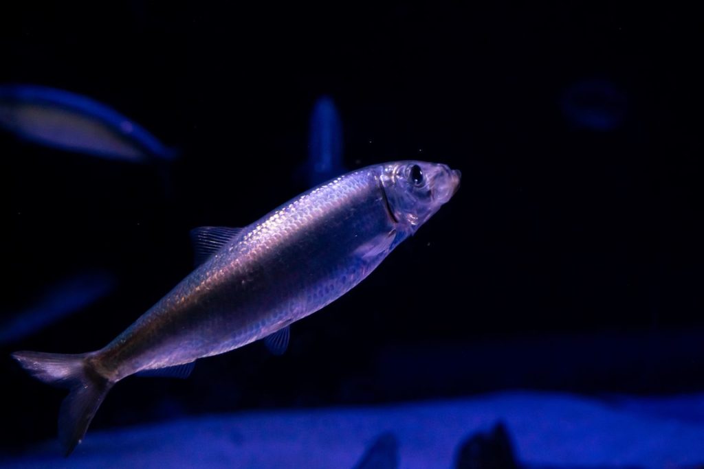 aliment-hareng-utilisation