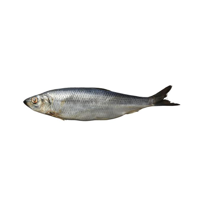 aliment-hareng