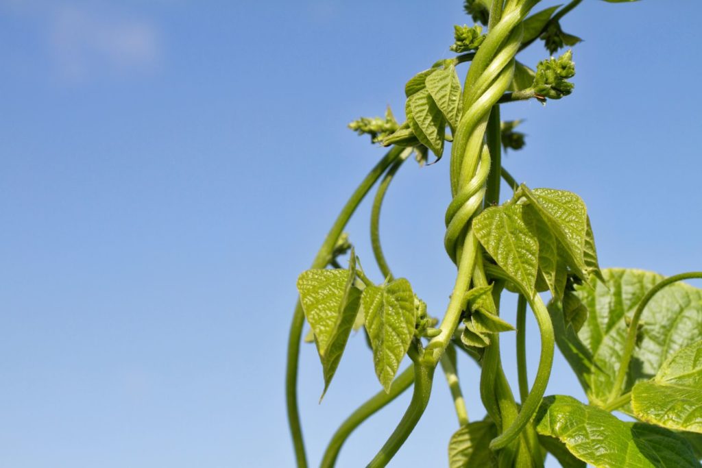 aliment-haricot-commun-utilisation