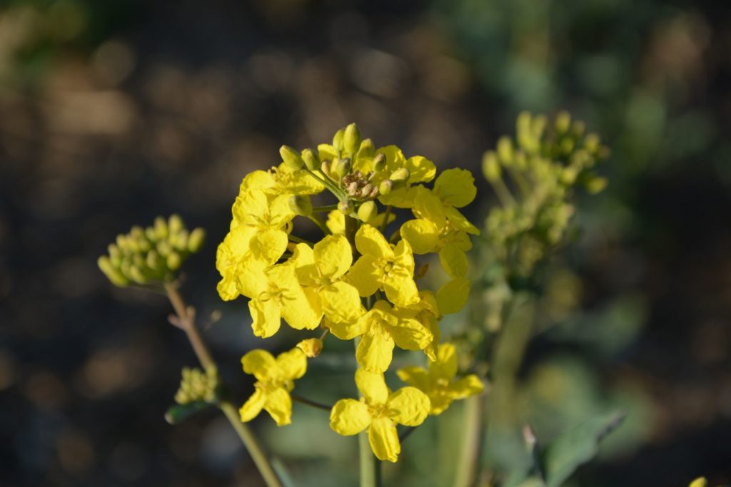 aliment-huile-de-canola-aliment