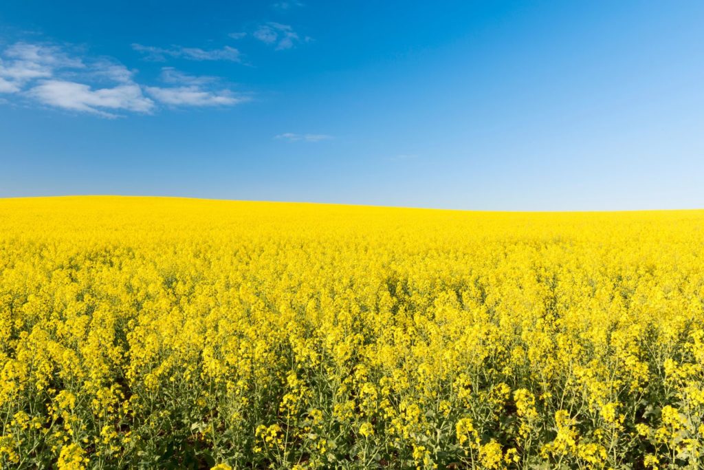 aliment-huile-de-canola-utilisation