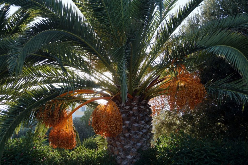 aliment-huile-de-palme-aliment