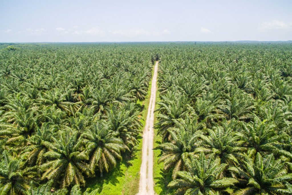 aliment-huile-de-palme-histoire