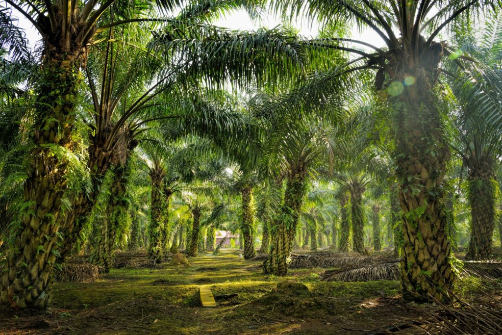 aliment-huile-de-palme-utilisation