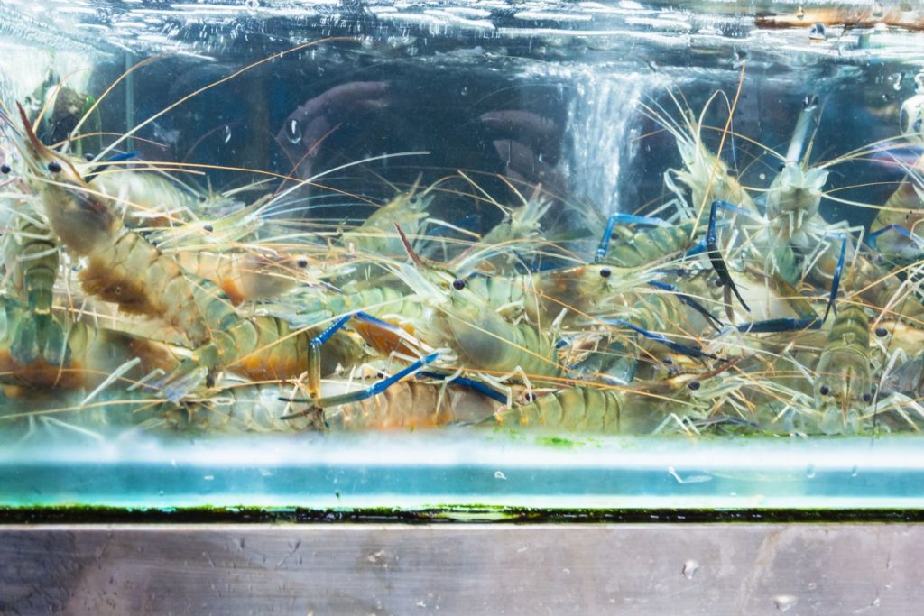 aliment-langoustine-utilisation