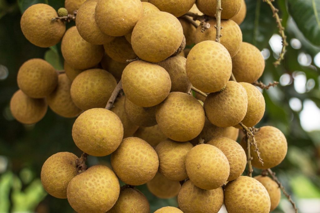 aliment-longane-aliment