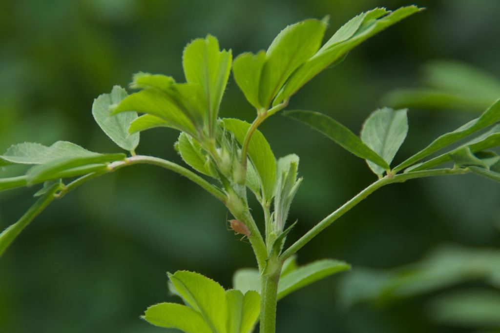 aliment-luzerne-aliment