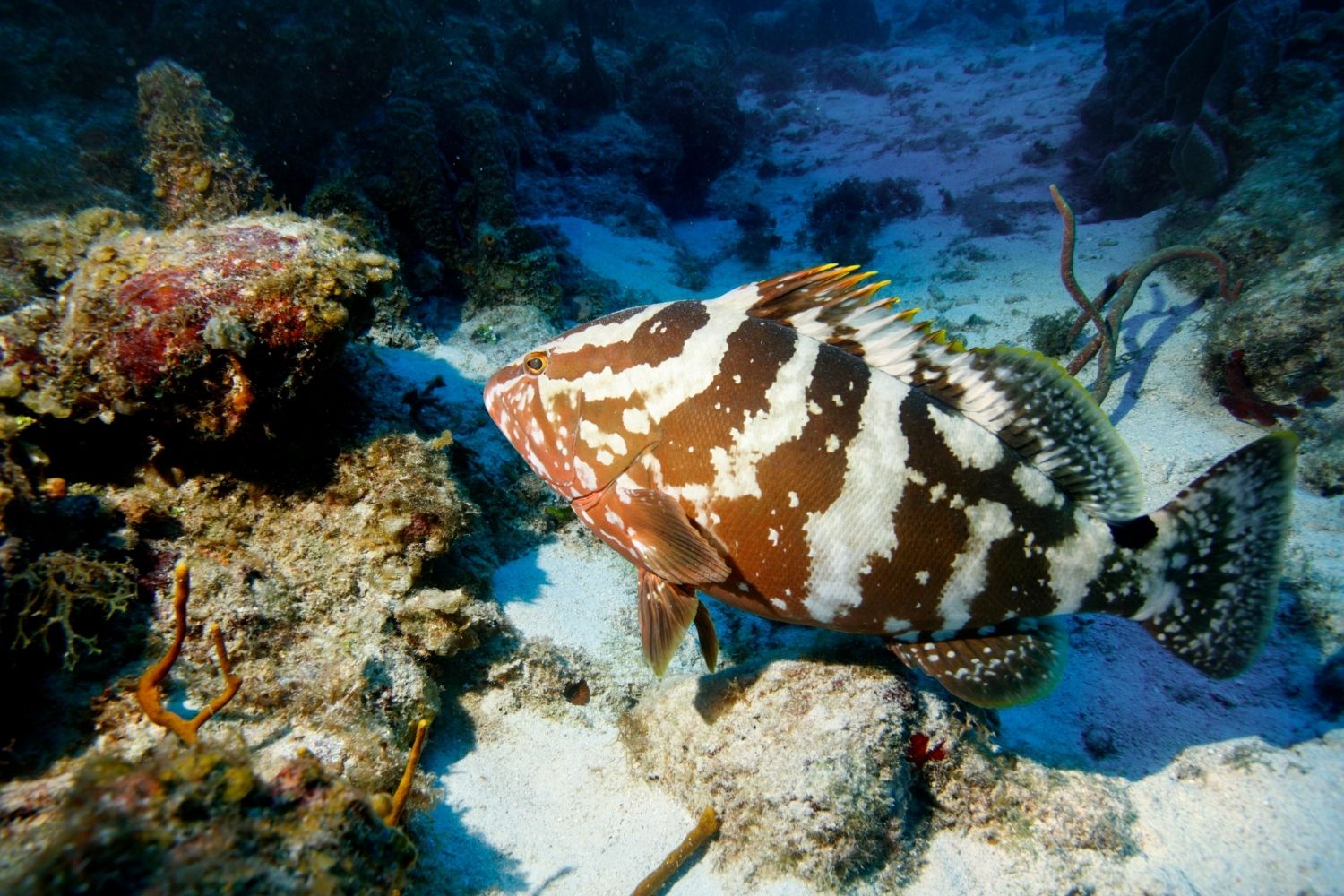 aliment-merou-aliment