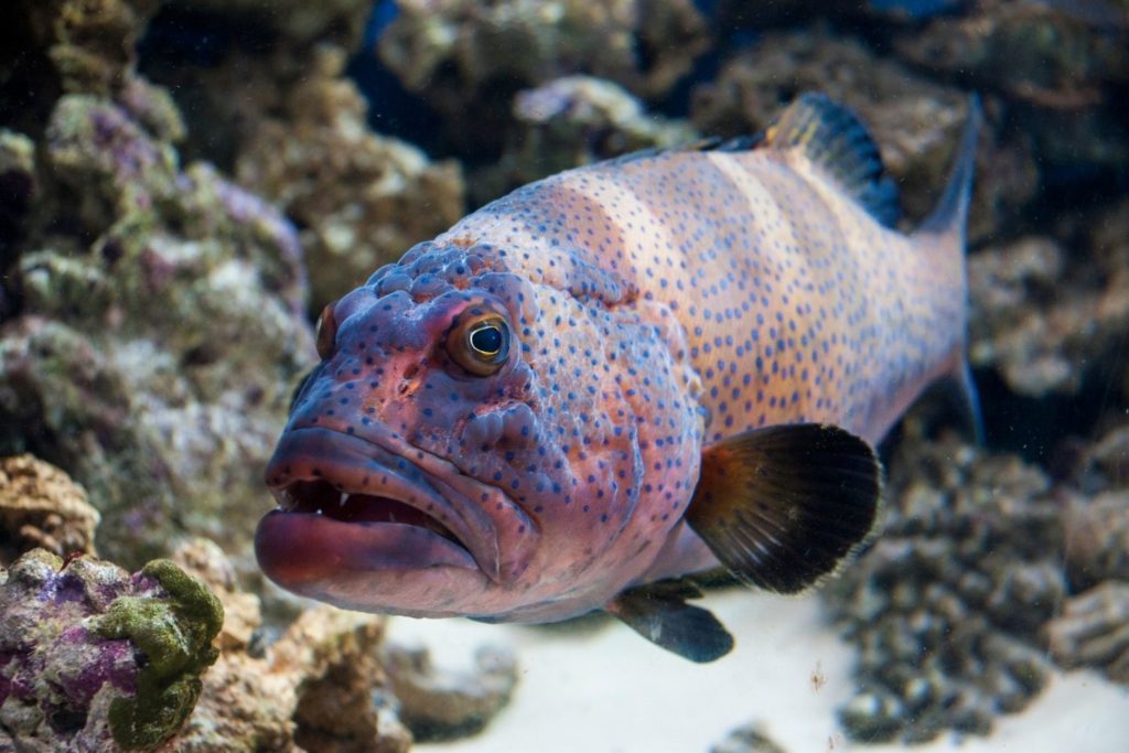 aliment-merou-histoire