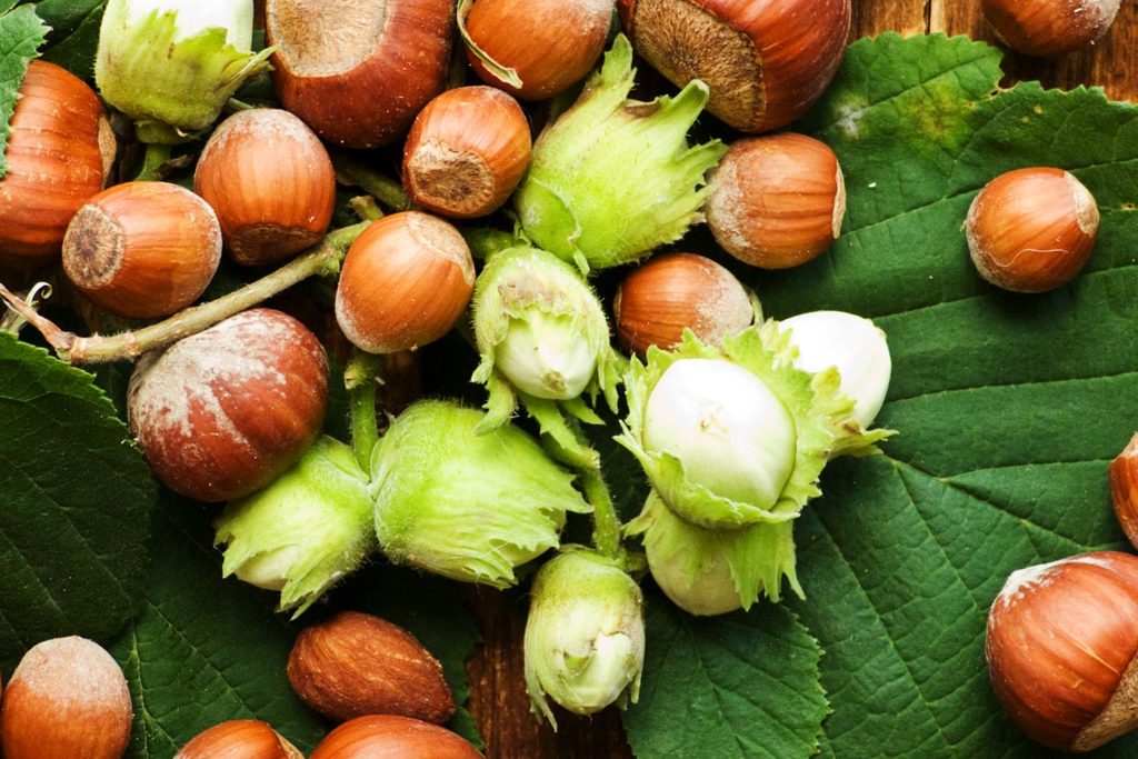 aliment-noisette-aliment