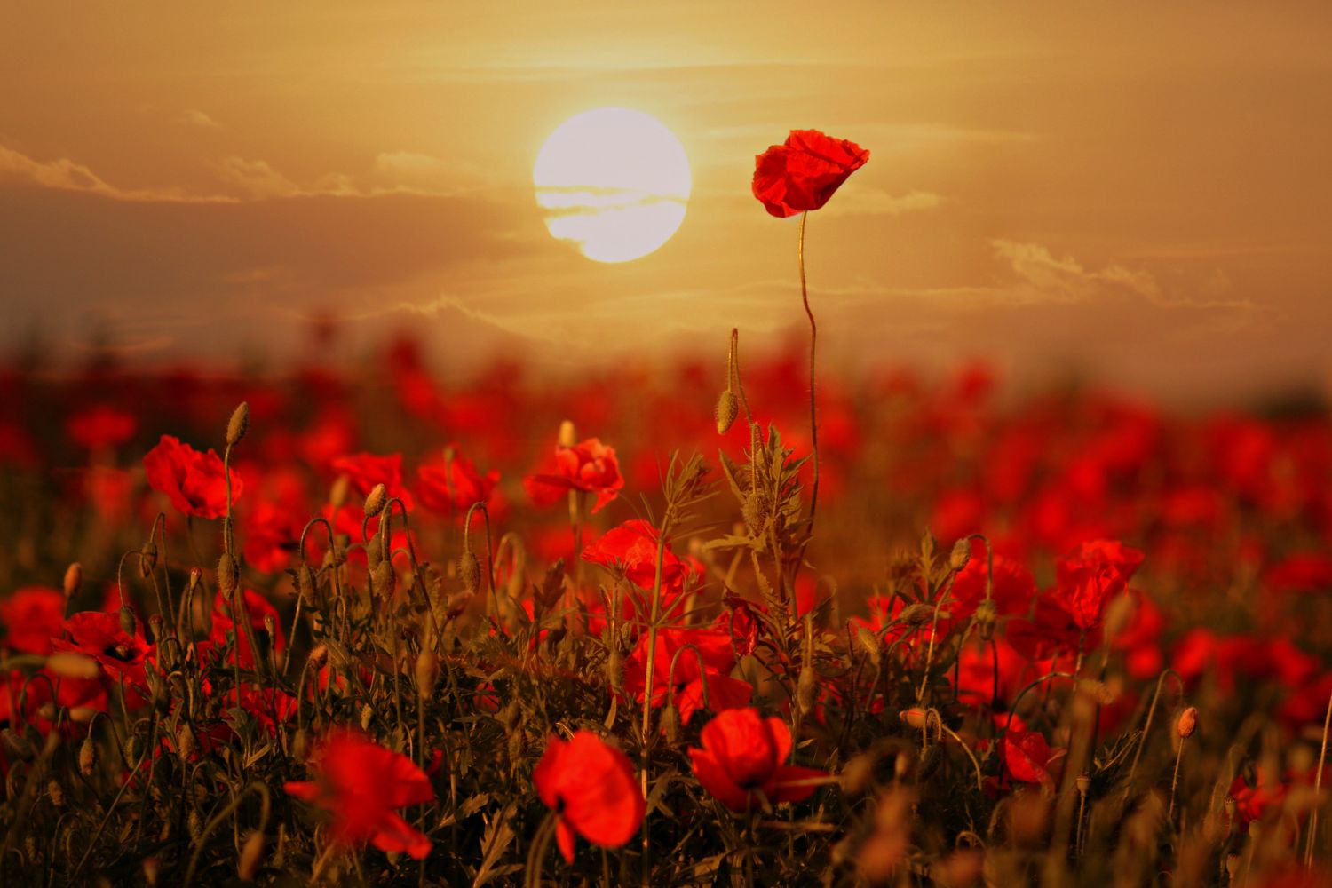 aliment-pavot-aliment