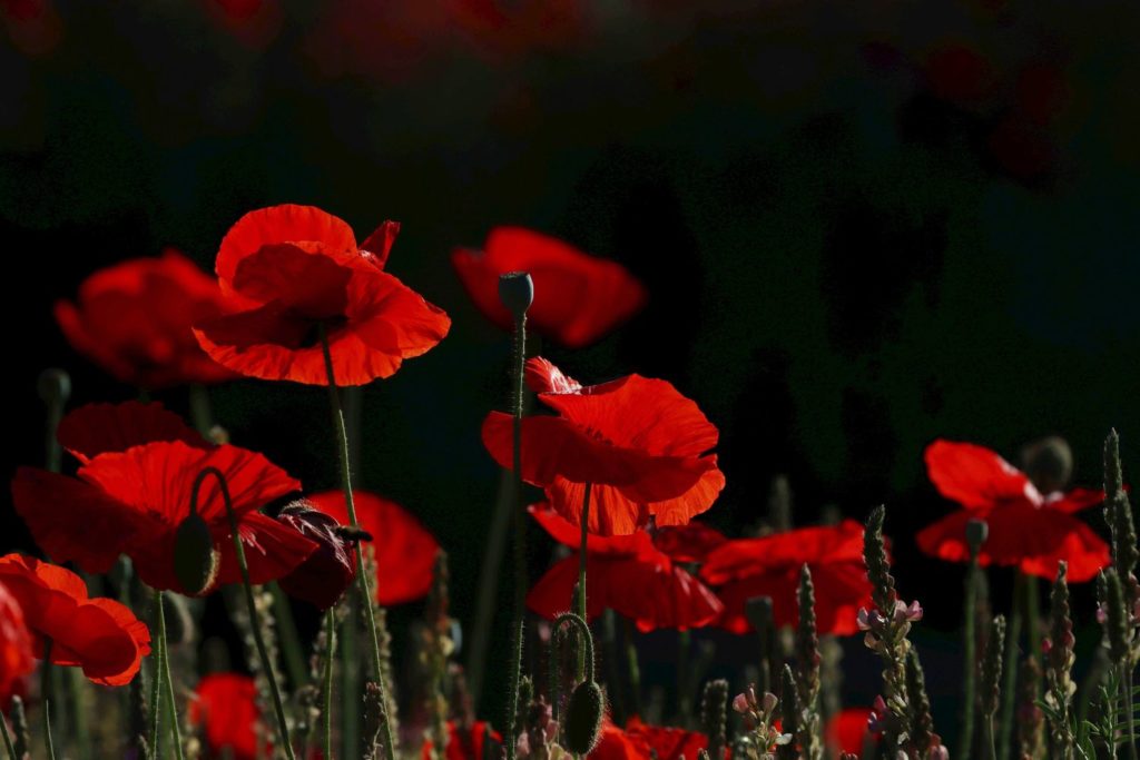 aliment-pavot-utilisations