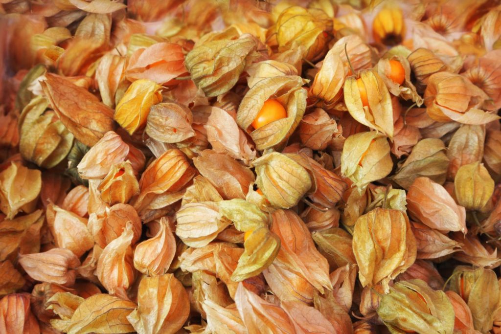 aliment-physalis-histoire