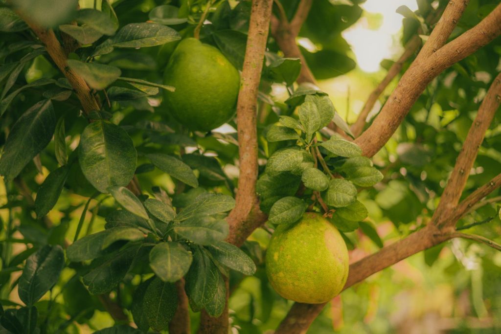 aliment-pomelo-histoire