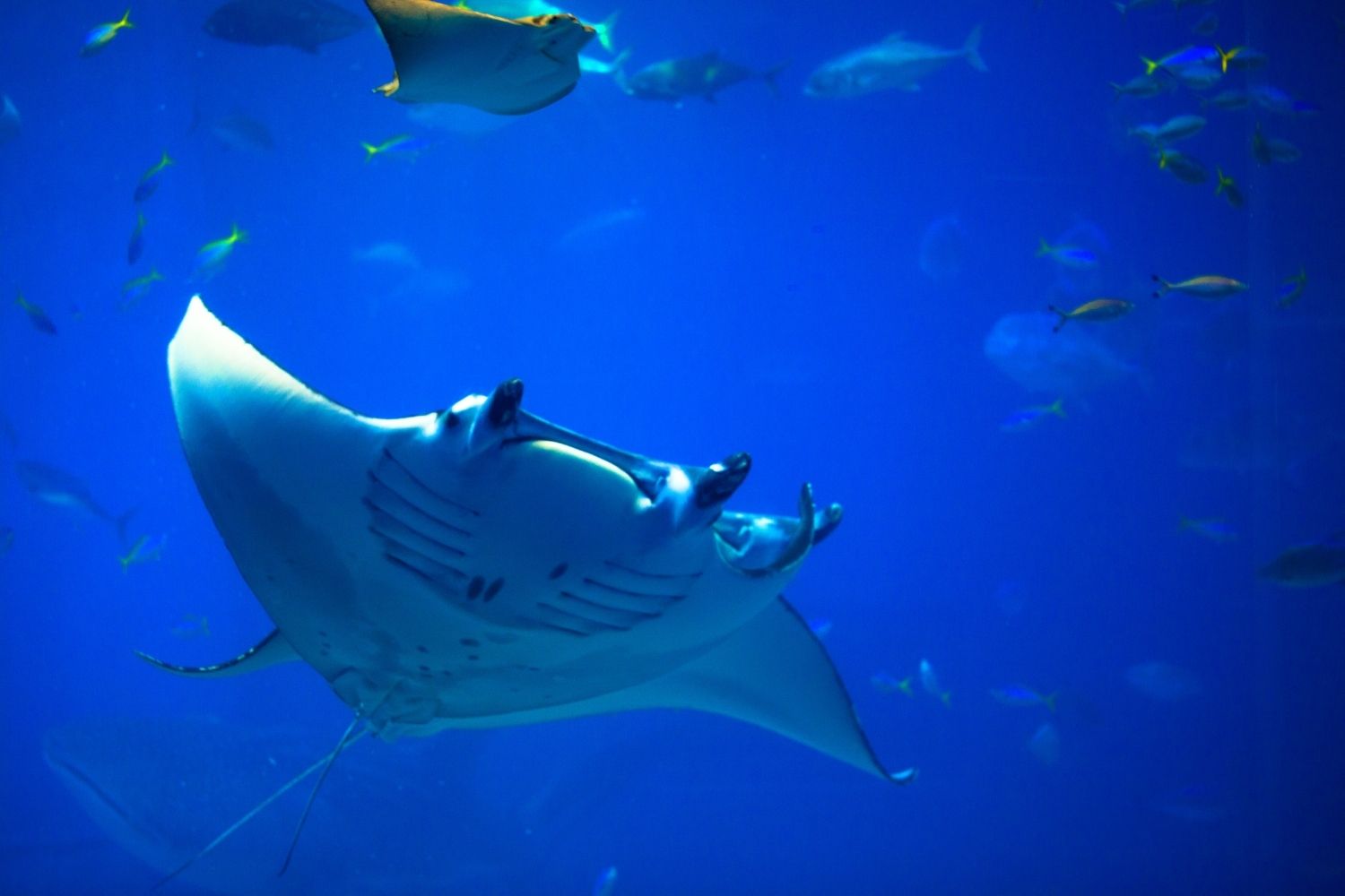 aliment-raie-aliment