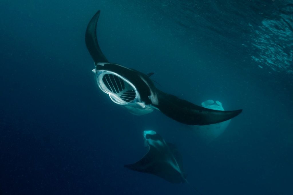 aliment-raie-utilisation