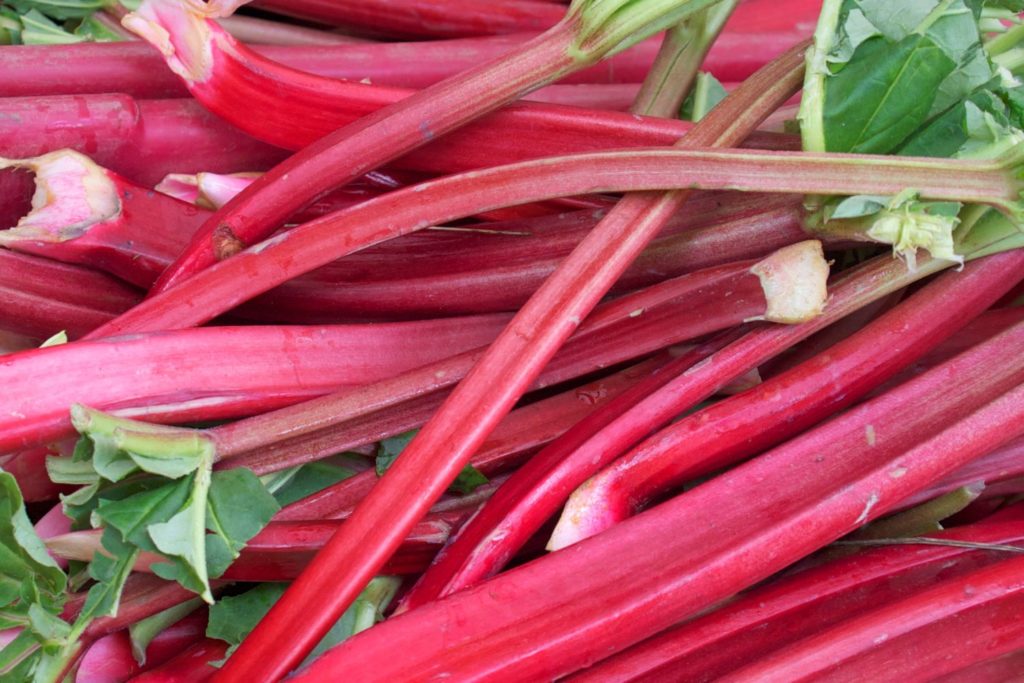 aliment-rhubarbe-aliment